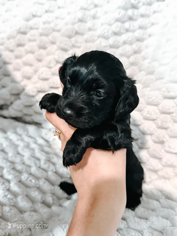 Toby – Peekapoo, Miniature Dachshund puppy for sale in Diana, TX