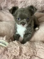 Lilac longcoat girl, a female Chihuahua for sale in Lansing, MI – 8 of 10