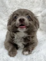 Reserved, a female Chihuahua for sale in Lansing, MI – 7 of 7