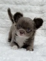 Lilac longcoat girl, a female Chihuahua for sale in Lansing, MI – 3 of 10