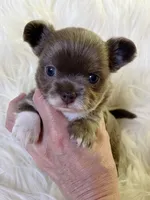 Lilac longcoat girl, a female Chihuahua for sale in Lansing, MI – 7 of 7