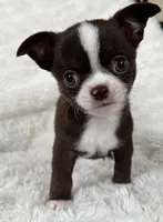 Chocolate and white boy, a male Chihuahua for sale in Lansing, MI – Photo 3 of 10