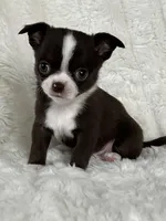 Choc and white boy, a male Chihuahua for sale in Lansing, MI – Photo 7 of 7