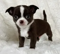 Choc and white boy, a male Chihuahua for sale in Lansing, MI – Photo 3 of 7