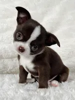 Chocolate and white boy, a male Chihuahua for sale in Lansing, MI – Photo 7 of 10