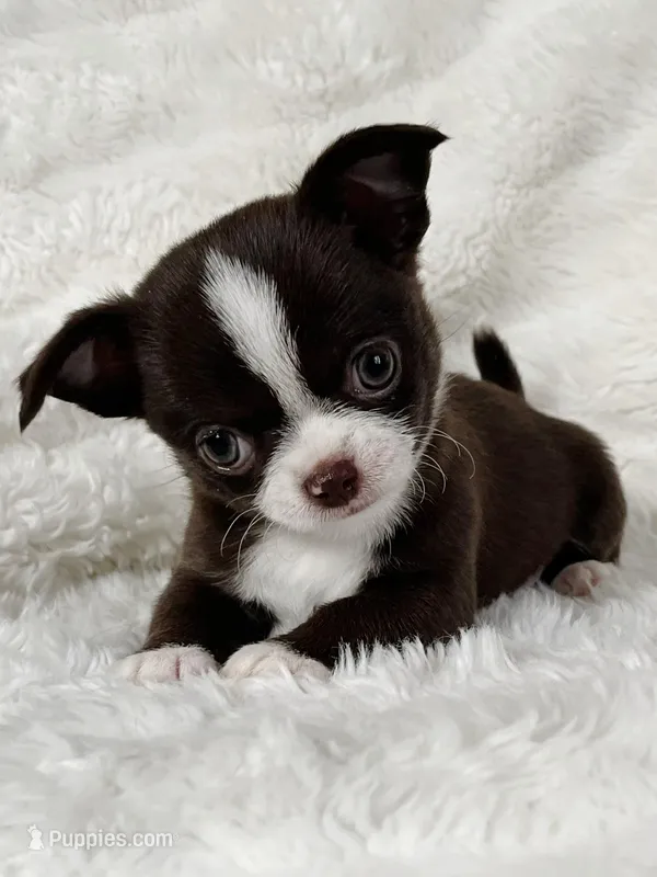 Chocolate and white boy – Chihuahua puppy for sale in Lansing, MI