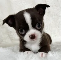 Choc and white boy, a male Chihuahua for sale in Lansing, MI – Photo 4 of 7