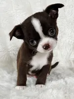 Choc and white boy, a male Chihuahua for sale in Lansing, MI – Photo 5 of 7