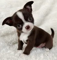Chocolate and white boy, a male Chihuahua for sale in Lansing, MI – Photo 4 of 10