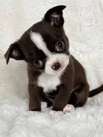 Choc and white boy, a male Chihuahua for sale in Lansing, MI – Photo 6 of 7