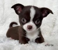 Chocolate and white boy, a male Chihuahua for sale in Lansing, MI – Photo 3 of 10