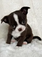 Choc and white boy, a male Chihuahua for sale in Lansing, MI – Photo 2 of 7