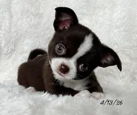 Chocolate and white boy, a male Chihuahua for sale in Lansing, MI – Photo 2 of 10