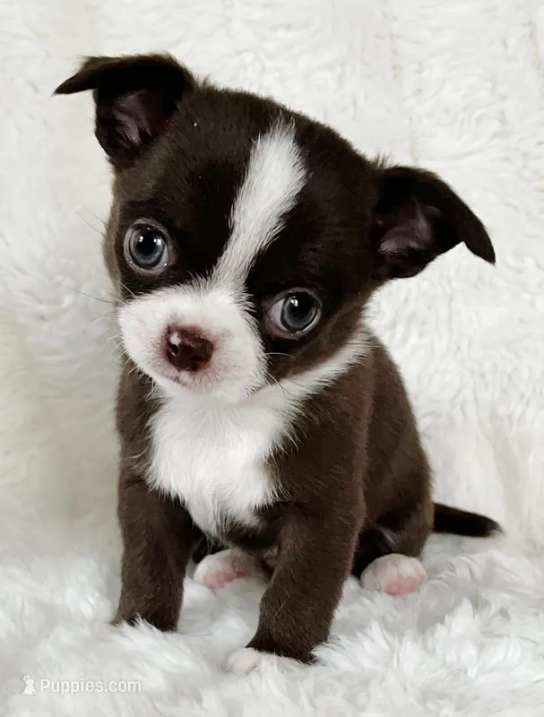 Choc and white boy, a male Chihuahua for sale in Lansing, MI – Photo 1 of 7