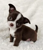 Chocolate and white boy, a male Chihuahua for sale in Lansing, MI – Photo 2 of 10