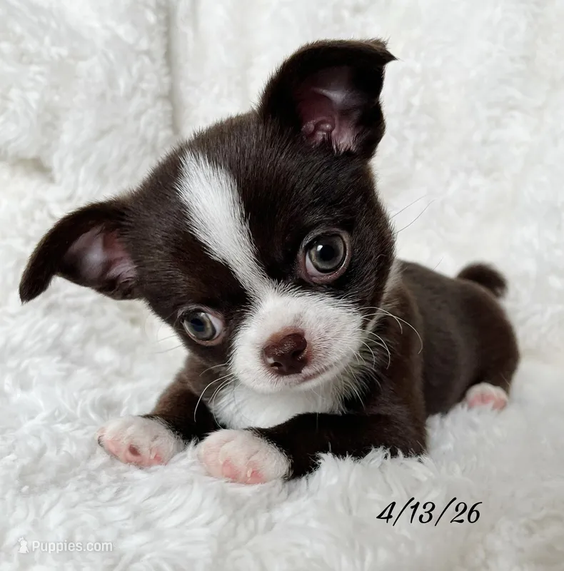 Chocolate and white boy – Chihuahua puppy for sale in Lansing, MI