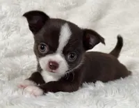 Chocolate and white boy, a male Chihuahua for sale in Lansing, MI – Photo 5 of 10