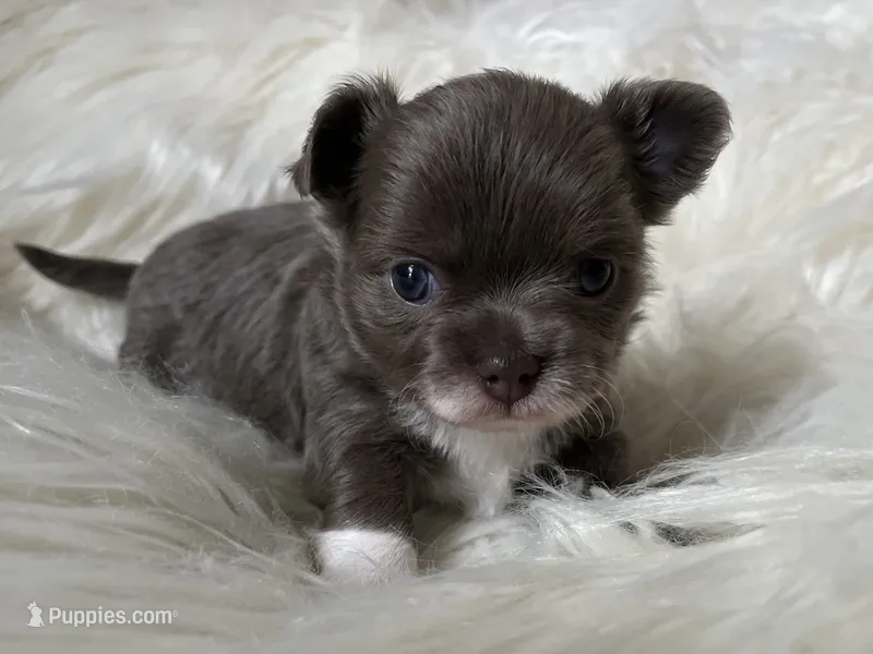 Lilac longcoat girl – Chihuahua puppy for sale in Lansing, MI