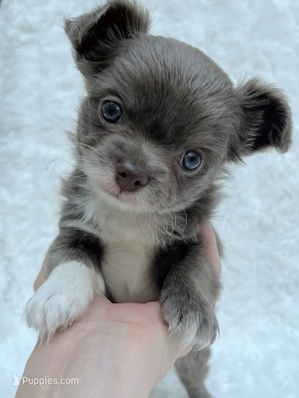 Lilac longcoat girl – Chihuahua puppy for sale in Lansing, MI