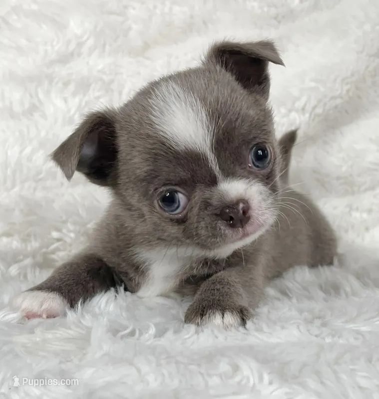 Lilac smoothcoat boy – Chihuahua puppy for sale in Lansing, MI