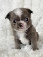 Lilac smoothcoat boy, a male Chihuahua for sale in Lansing, MI – Photo 4 of 4