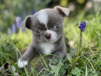 Lilac smoothcoat boy, a male Chihuahua for sale in Lansing, MI – Photo 7 of 10