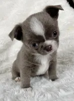 Lilac smoothcoat boy, a male Chihuahua for sale in Lansing, MI – Photo 3 of 10