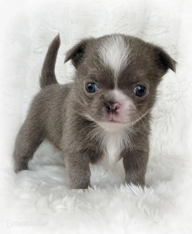 Lilac smoothcoat boy – Chihuahua puppy for sale in Lansing, MI