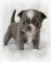 Lilac smoothcoat boy, a male Chihuahua for sale in Lansing, MI – Photo 1 of 4