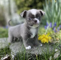 Lilac smoothcoat boy, a male Chihuahua for sale in Lansing, MI – Photo 10 of 10