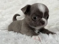 Lilac smoothcoat boy, a male Chihuahua for sale in Lansing, MI – Photo 4 of 10