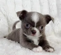 Lilac smoothcoat boy, a male Chihuahua for sale in Lansing, MI – 9 of 10