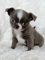 Lilac smoothcoat boy, a male Chihuahua for sale in Lansing, MI – Photo 9 of 10