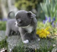 Lilac smoothcoat boy, a male Chihuahua for sale in Lansing, MI – Photo 8 of 10