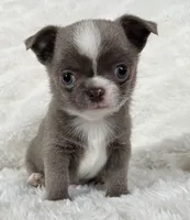 Lilac smoothcoat boy, a male Chihuahua for sale in Lansing, MI – Photo 5 of 10