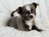 Lilac smoothcoat boy, a male Chihuahua for sale in Lansing, MI – 10 of 10