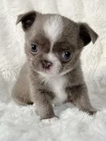 Lilac smoothcoat boy, a male Chihuahua for sale in Lansing, MI – Photo 6 of 10