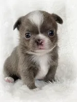 Lilac smoothcoat boy, a male Chihuahua for sale in Lansing, MI – Photo 2 of 4