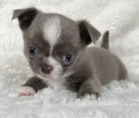Lilac smoothcoat boy, a male Chihuahua for sale in Lansing, MI – Photo 2 of 10