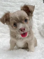 AKC Archie, a male Chihuahua for sale in Lansing, MI – 5 of 5