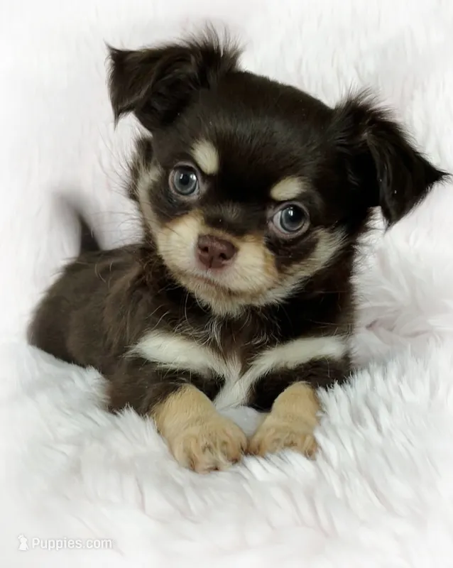 AKC Choc/ tan Loncoat girl.