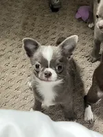Tino , a male Chihuahua for sale in Lansing, MI – 10 of 10