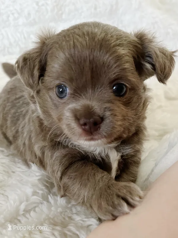 Lilac longcoat girl – Chihuahua puppy for sale in Lansing, MI