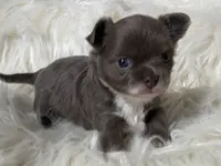 Lilac longcoat girl, a female Chihuahua for sale in Lansing, MI – 2 of 7