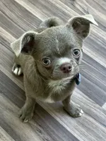 Timmy, a male Chihuahua for sale in Lansing, MI – 2 of 9