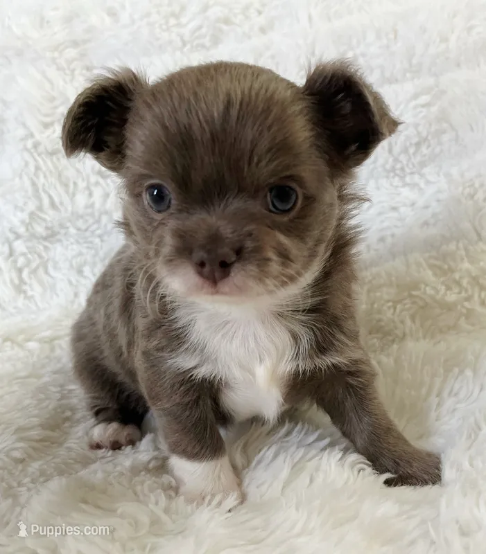 Lilac longcoat girl – Chihuahua puppy for sale in Lansing, MI