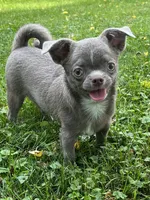 Timmy, a male Chihuahua for sale in Lansing, MI – 8 of 9