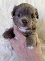 Lilac longcoat girl, a female Chihuahua for sale in Lansing, MI – 5 of 6
