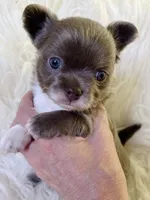 Lilac longcoat girl, a female Chihuahua for sale in Lansing, MI – 5 of 7