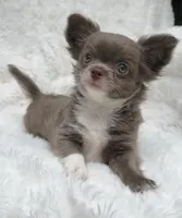 Lilac longcoat girl, a female Chihuahua for sale in Lansing, MI – 6 of 10